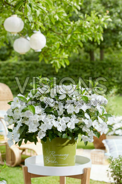 Hydrangea Runaway Bride® Hydrangea Runaway Bride®