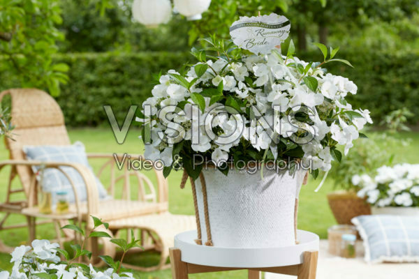 Hydrangea Runaway Bride® Hydrangea Runaway Bride®