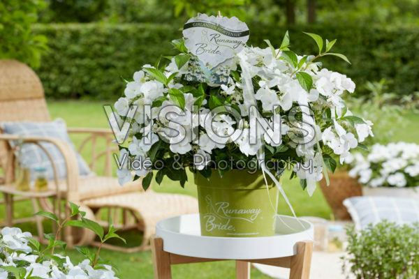 Hydrangea Runaway Bride®