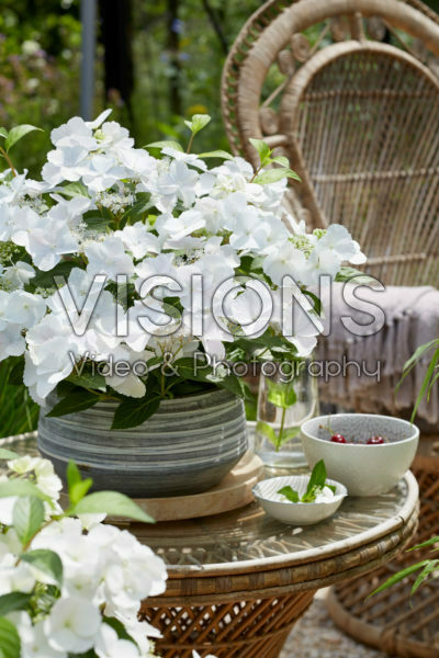 Hydrangea Runaway Bride® Hydrangea Runaway Bride®