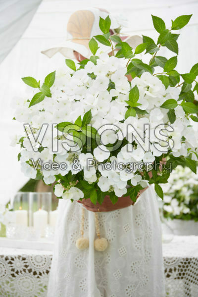 Hydrangea Runaway Bride® Hydrangea Runaway Bride®