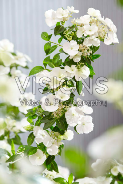 Hydrangea Runaway Bride®
