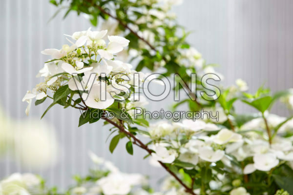Hydrangea Runaway Bride® Hydrangea Runaway Bride®
