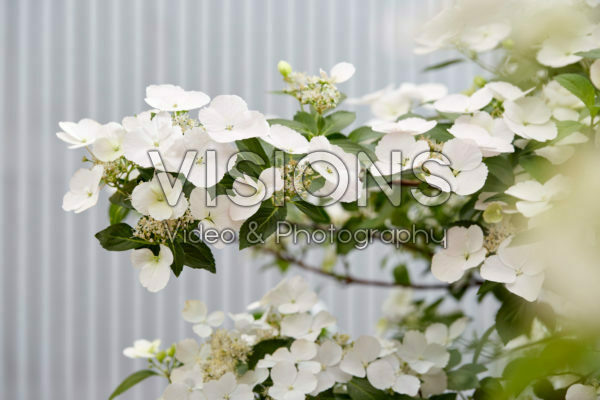 Hydrangea Runaway Bride® Hydrangea Runaway Bride®