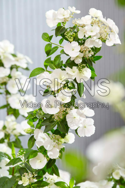 Hydrangea Runaway Bride® Hydrangea Runaway Bride®