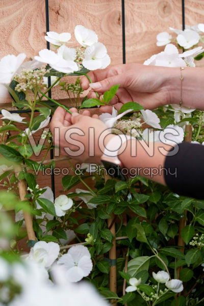 Hydrangea Runaway Bride® Hydrangea Runaway Bride®
