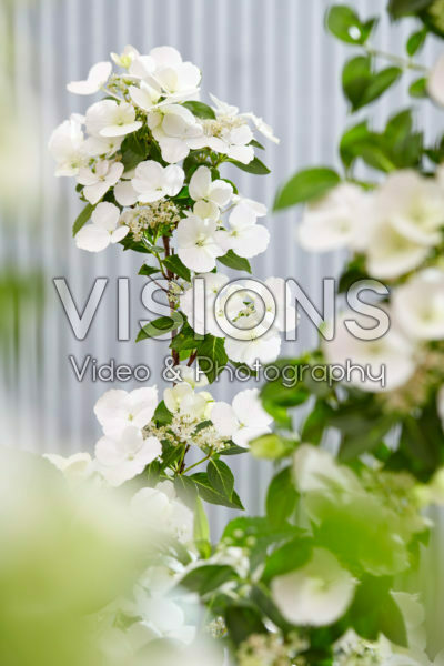 Hydrangea Runaway Bride®