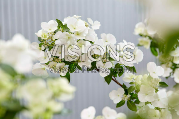 Hydrangea Runaway Bride® Hydrangea Runaway Bride®