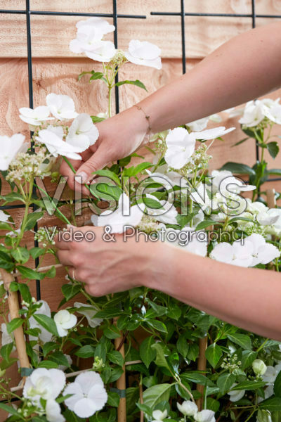 Hydrangea Runaway Bride® Hydrangea Runaway Bride®