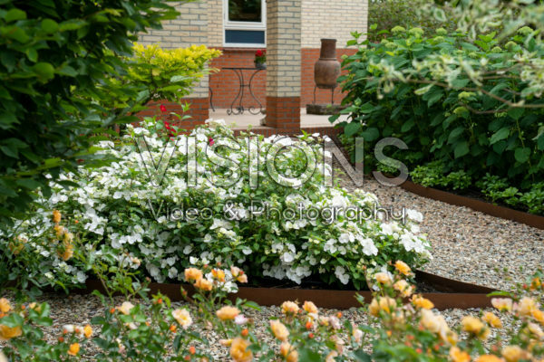 Hortensia Runaway Bride® Hortensia Runaway Bride®