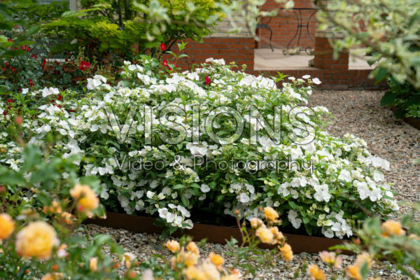 Hydrangea Runaway Bride® Hydrangea Runaway Bride®