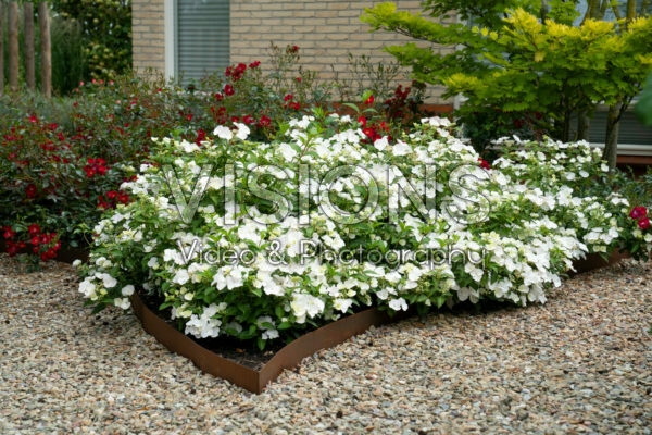 Hortensia Runaway Bride®