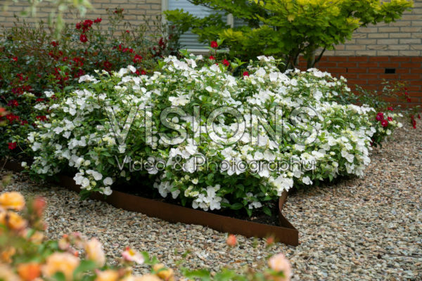 Hydrangea Runaway Bride®
