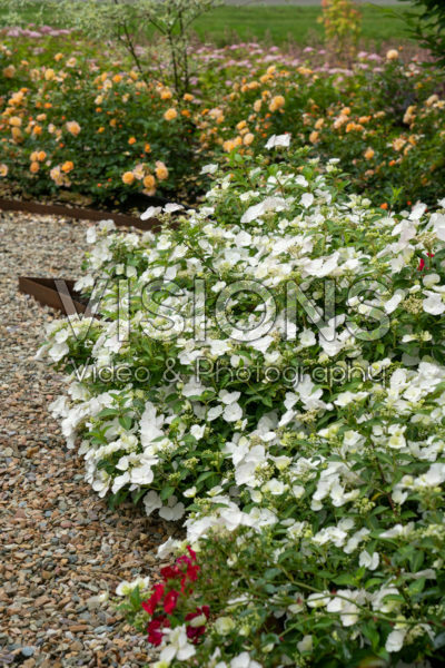 Hydrangea Runaway Bride® Hydrangea Runaway Bride®