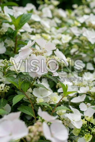 Hortensia Runaway Bride®