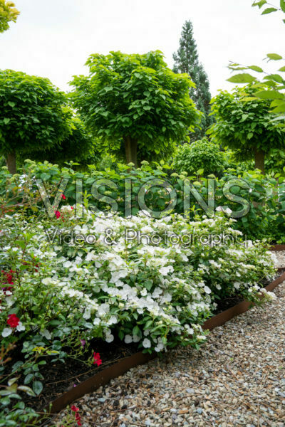 Hortensia Runaway Bride® Hortensia Runaway Bride®