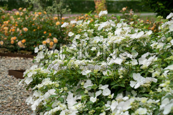 Hortensia Runaway Bride® Hortensia Runaway Bride®