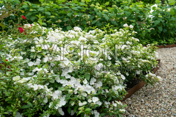 Hydrangea Runaway Bride® Hydrangea Runaway Bride®