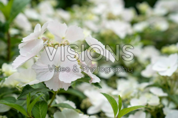 Hydrangea Runaway Bride® Hydrangea Runaway Bride®