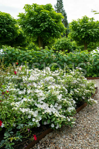 Hortensia Runaway Bride®