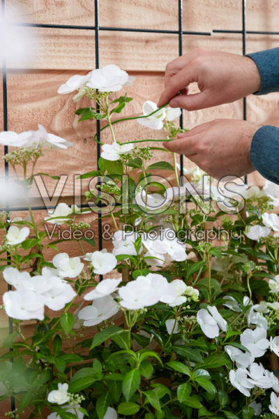 Hydrangea Runaway Bride®