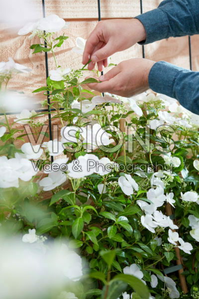 Hydrangea Runaway Bride® Hydrangea Runaway Bride®
