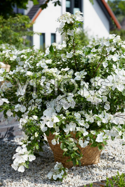 Hydrangea Runaway Bride® Hydrangea Runaway Bride®