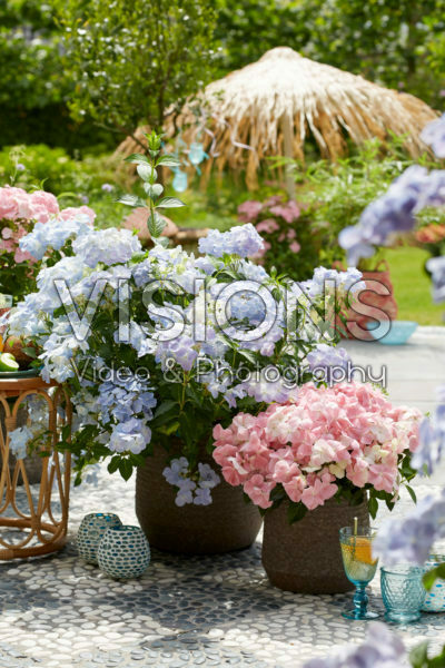 Hydrangea French Bolero