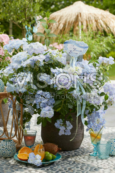 Hydrangea French Bolero Hydrangea French Bolero