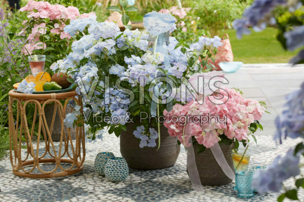 Hydrangea French Bolero Hydrangea French Bolero