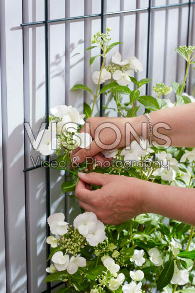 Hydrangea Runaway Bride® Hydrangea Runaway Bride®