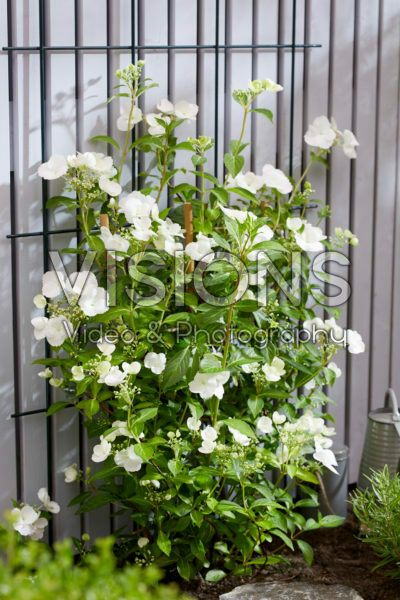 Hydrangea Runaway Bride® Hydrangea Runaway Bride®
