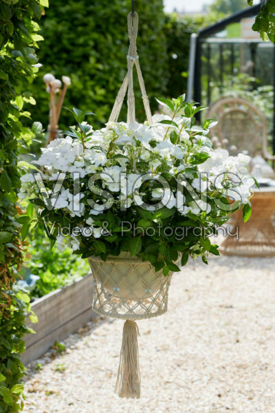 Hydrangea Runaway Bride® Hydrangea Runaway Bride®