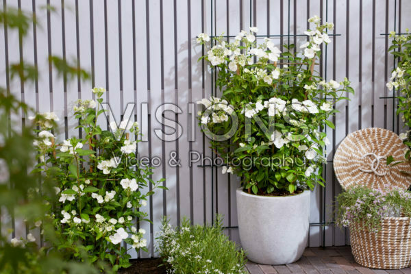 Hydrangea Runaway Bride® Hydrangea Runaway Bride®
