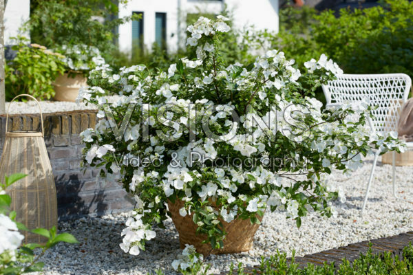 Hydrangea Runaway Bride® Hydrangea Runaway Bride®