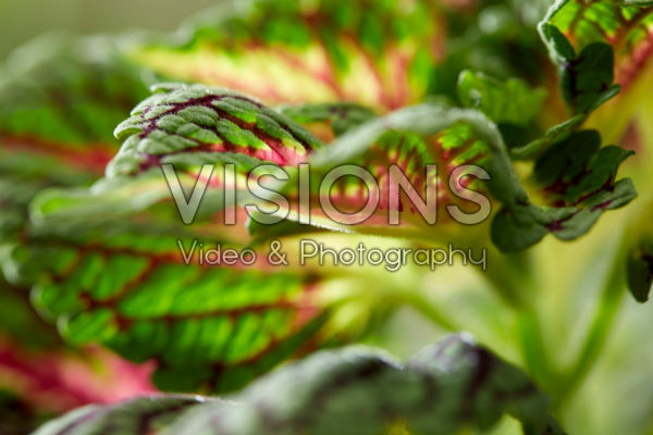 Coleus Coleus