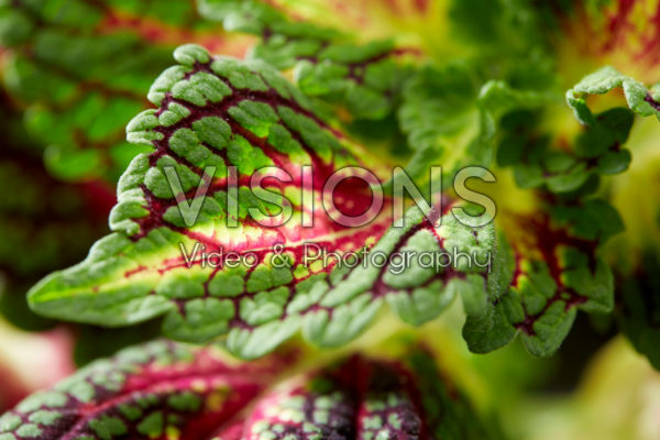 Coleus
