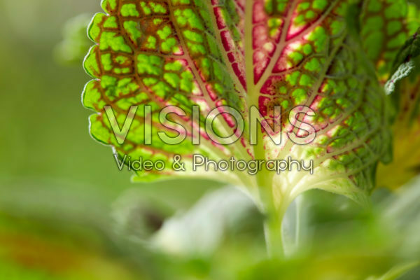 Coleus