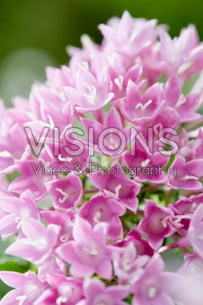 Pentas Pentas