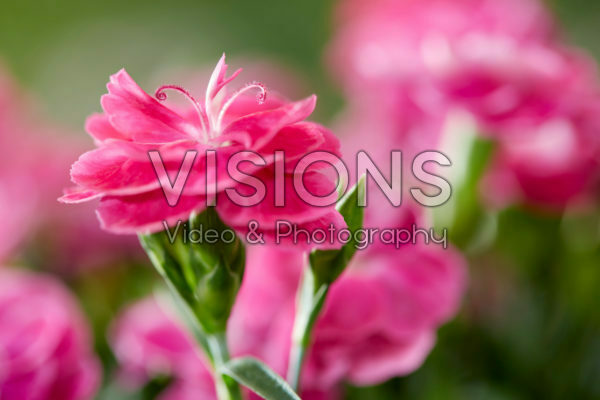 Dianthus caryophyllus Peman Dianthus caryophyllus Peman