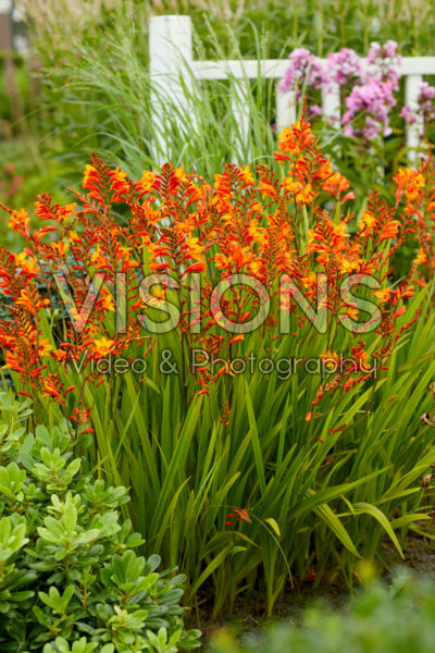 Crocosmia Fire Jumper