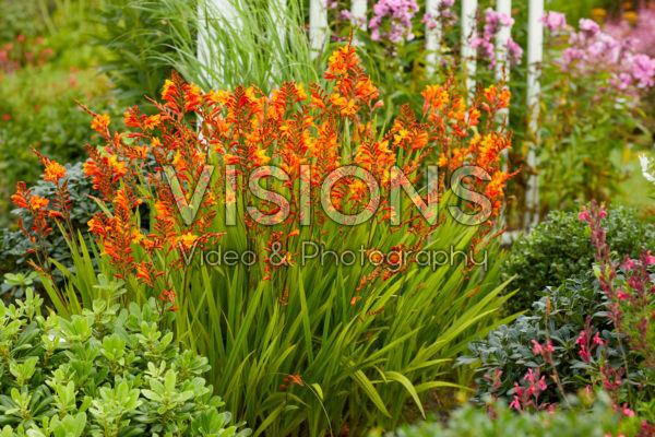 Crocosmia Fire Jumper Crocosmia Fire Jumper