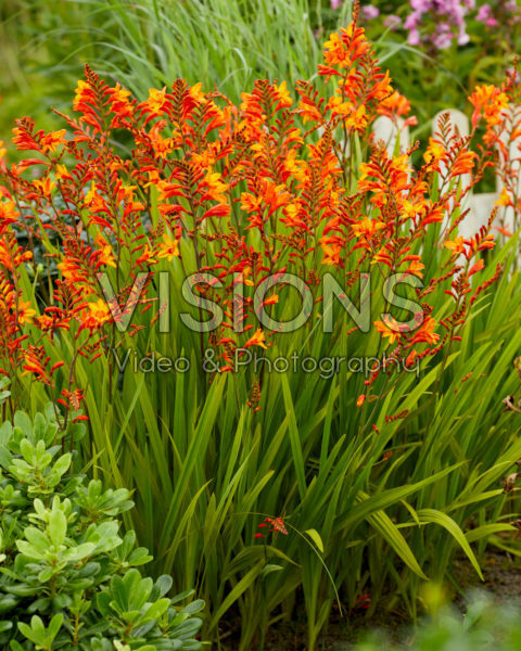 Crocosmia Fire Jumper Crocosmia Fire Jumper