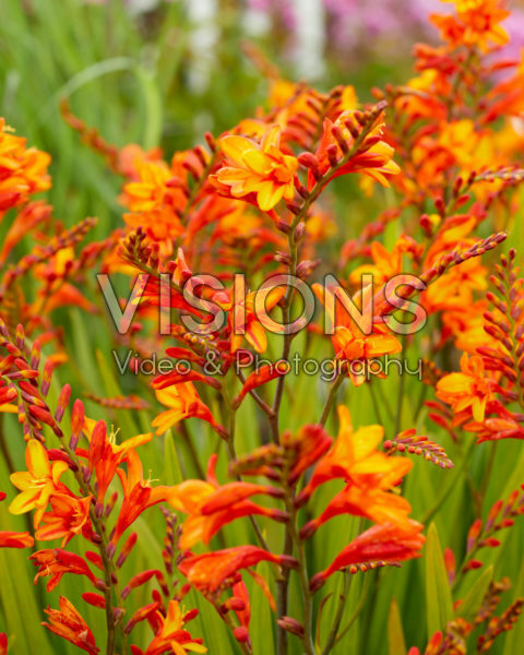 Crocosmia Fire Jumper