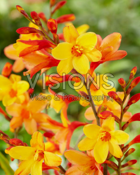 Crocosmia Harlequin