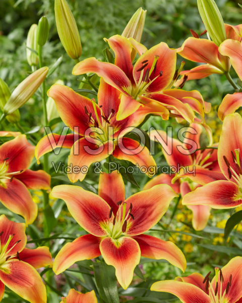 Lilium Avalon Sunset Lilium Avalon Sunset