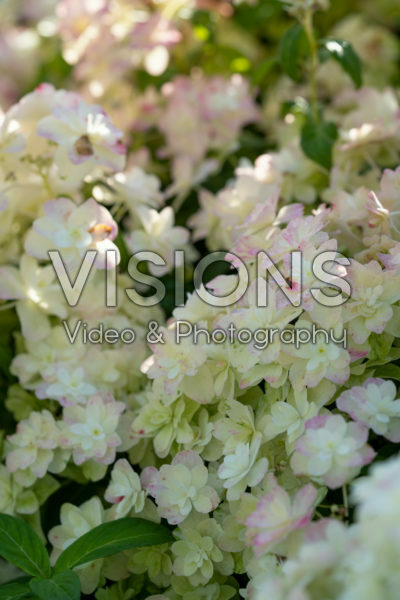 Hydrangea serrata Summer Glow