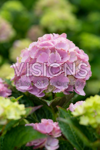 Hydrangea macrophylla Rembrandt Vibrant Verde