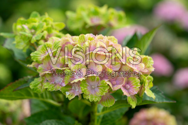Hydrangea macrophylla Rembrandt Vibrant Verde Hydrangea macrophylla Rembrandt Vibrant Verde