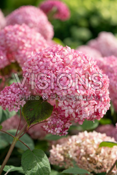 Hydrangea arborescens Pink Annabelle® Hydrangea arborescens Pink Annabelle®